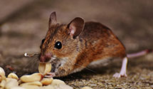 24 Hour & Emergency Exterminators in Bloomington Heights, IL